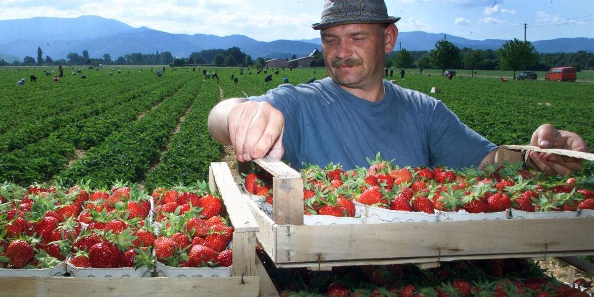 Britskí pestovatelia ovocia zápasia s nedostatkom zahraničných pracovníkov