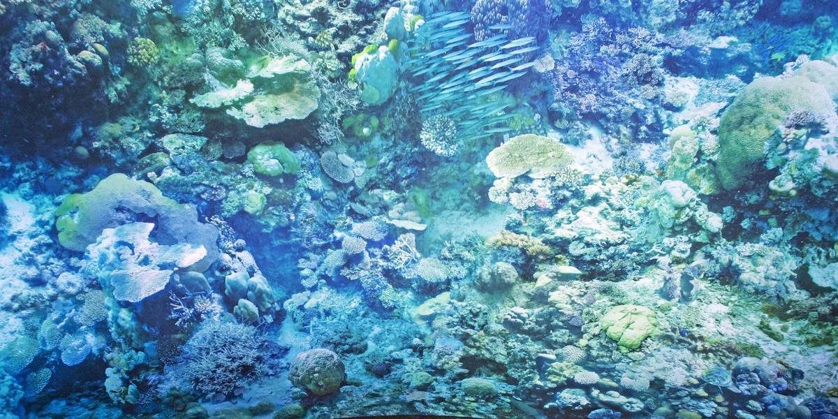 VIDEO Veľká koralová bariéra má hodnotu 38 miliárd eur a zamestnáva viac ako 64-tisíc ľudí v cestovnom ruchu