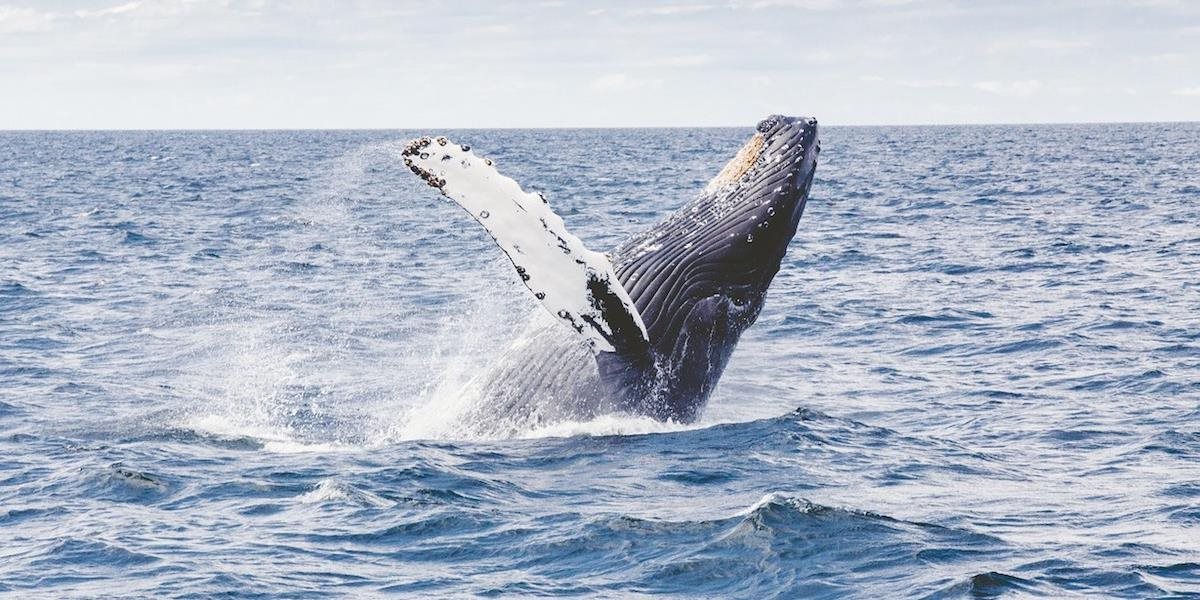 Veľryby sa zmenšujú: Je to vizitka ľudstva