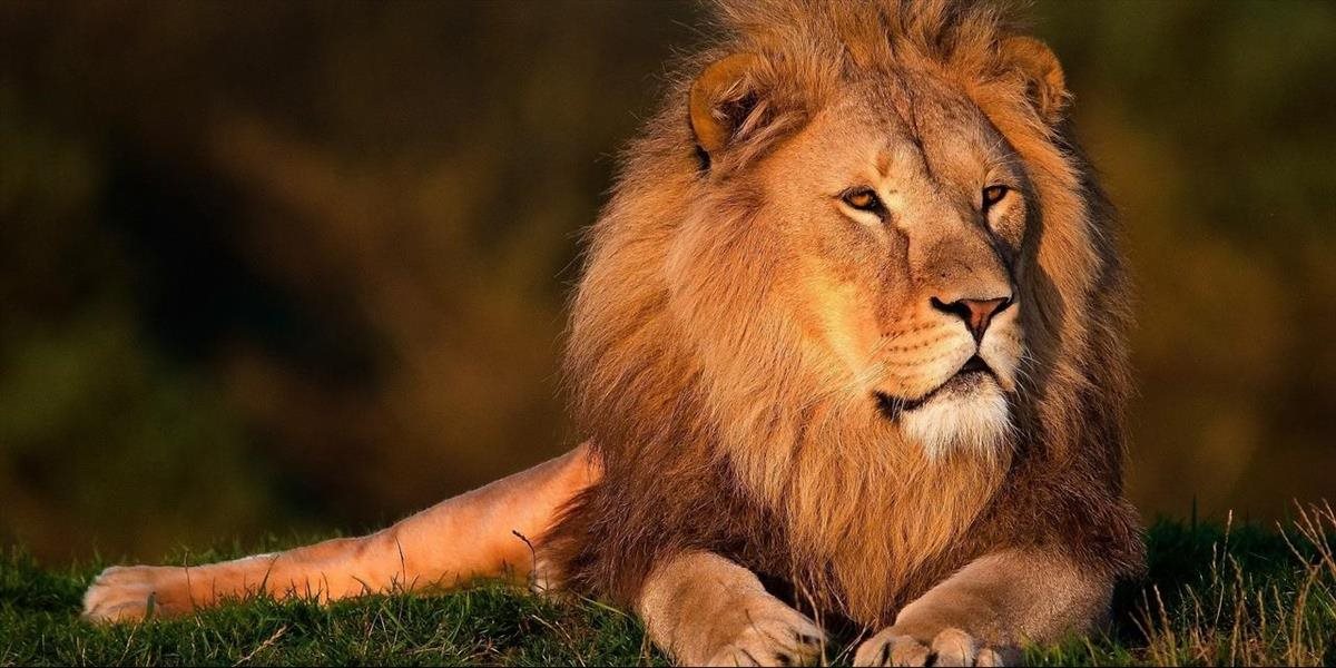 Juhoafrická republika schválila vývoz 800 kostier levov: Ochrancovia zvierat sa búria