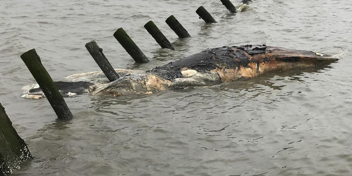 Pri pobreží uhynulo šesť veľrýb