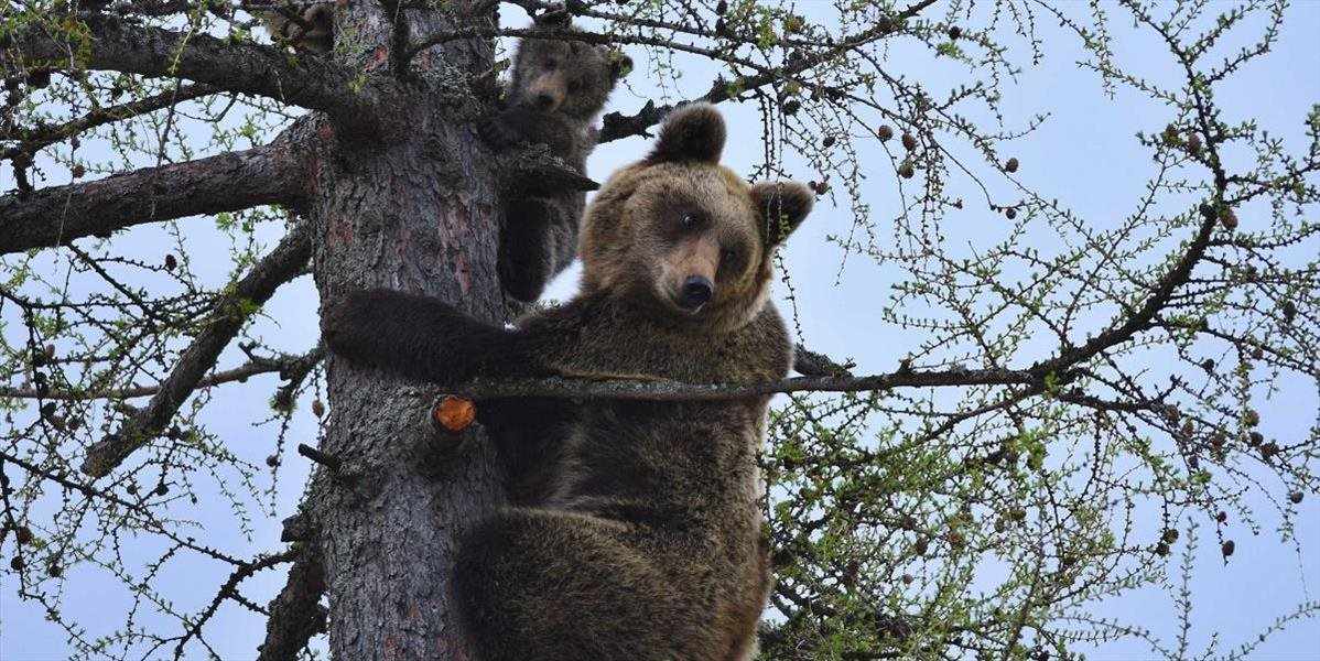 Ďalšia medvedica s mláďatami v Tatrách