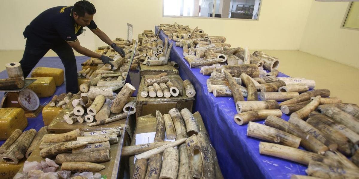 Colníci zhabali slonovinu v hodnote 72 miliónov hongkonských dolárov