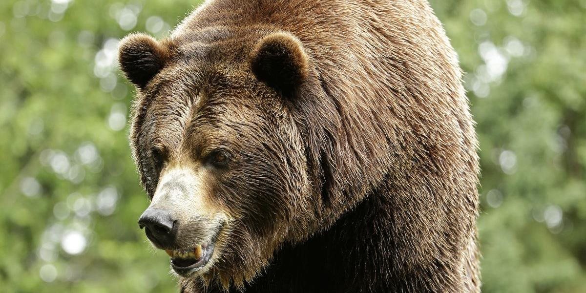 Medveď raboval dom, zatiaľ čo jeho majiteľ spal