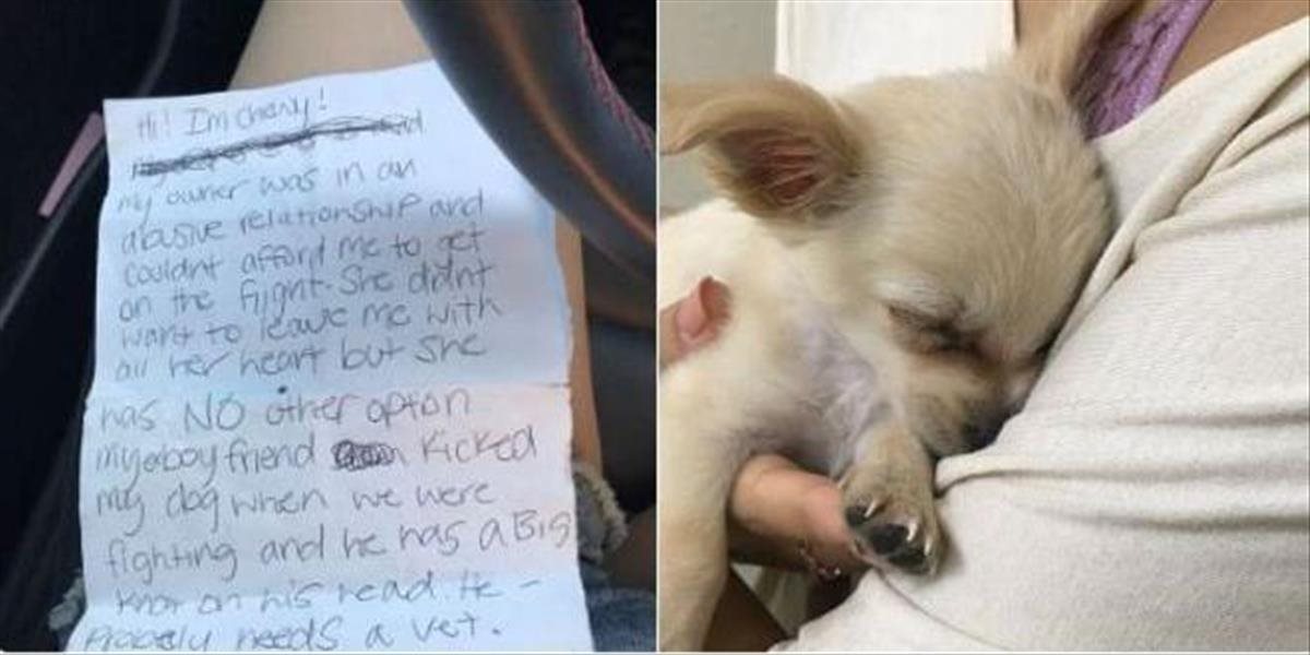 Opustený psík na letiskovej toalete patril obeti domáceho násilia