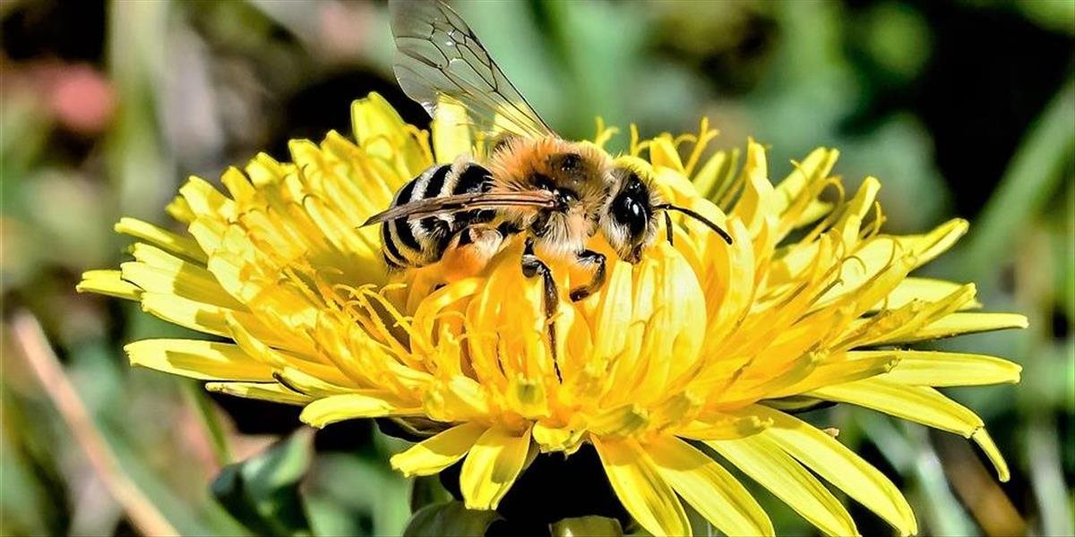 Škodlivosť neonikotínoidov pre včely potvrdila ďalšia štúdia