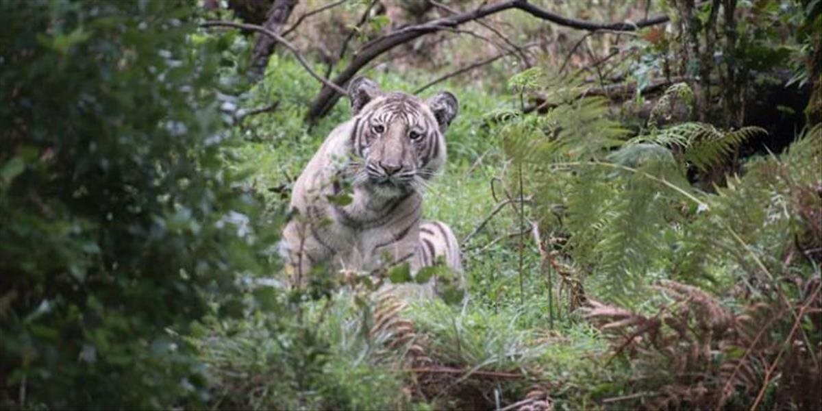 Rarita voľne žijúca v prírode. Vzácneho bieleho tigra objavili po takmer 60 rokoch