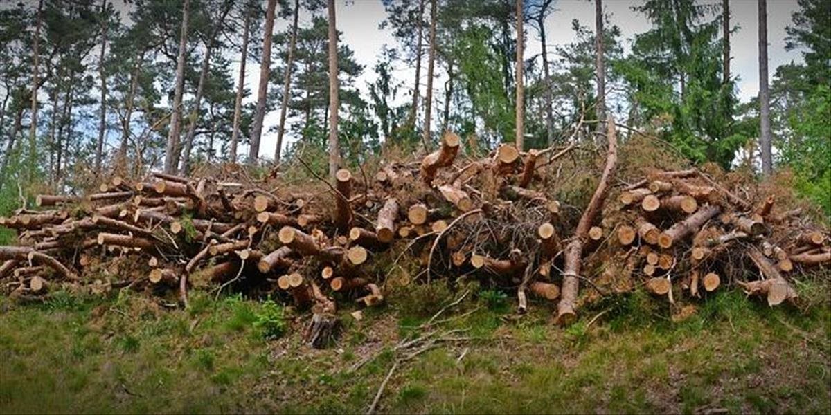 Ťažba dreva na Slovensku sa neustále zvyšuje, dôvodom sú kalamity