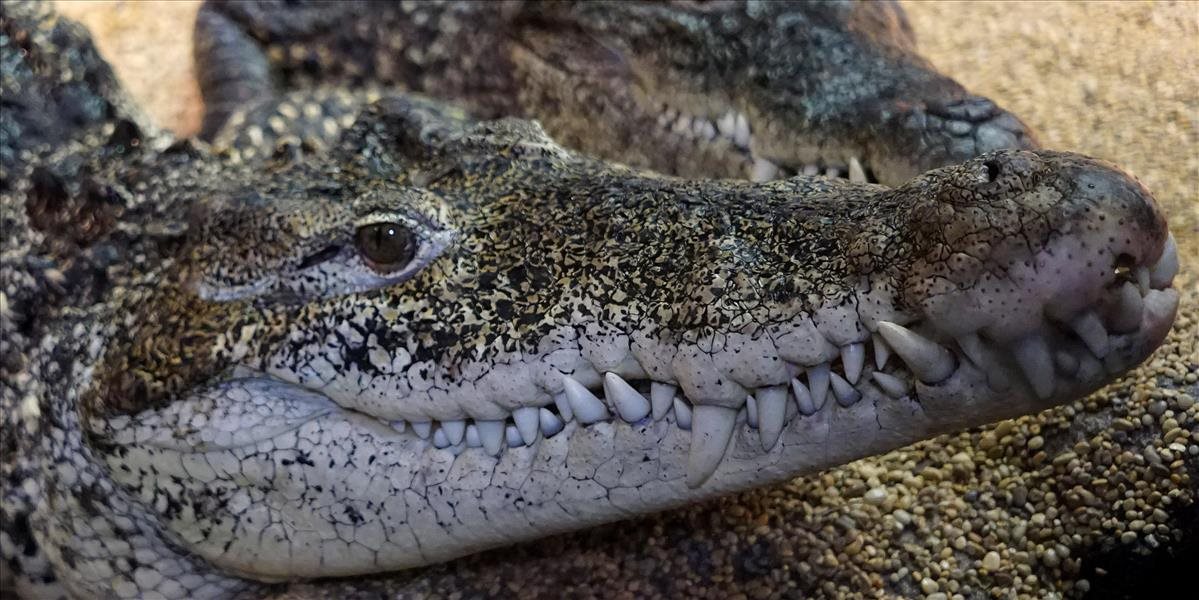 V Mexiku tiekla krv: Muža v hotelovom bazéne napadol krokodíl