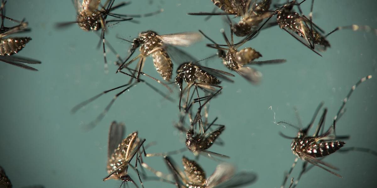 Brazílii hrozí ďalšia epidémia ziky: Vírus ohrozuje najmä tehotné ženy