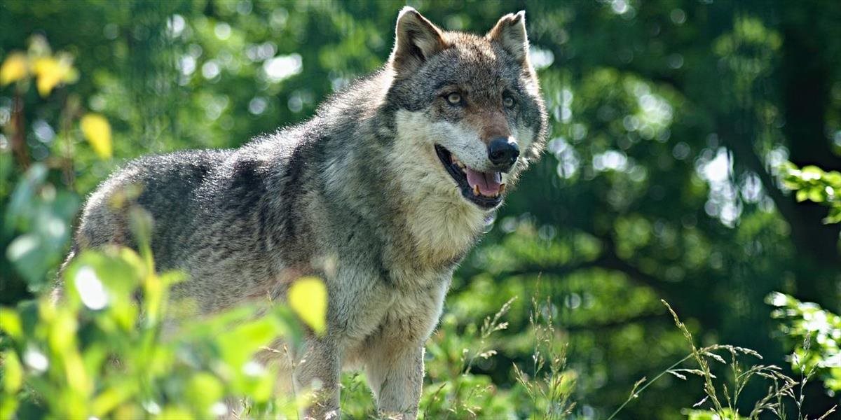 Počet vlkov a medveďov narastá: Agrorezort ho bude regulovať