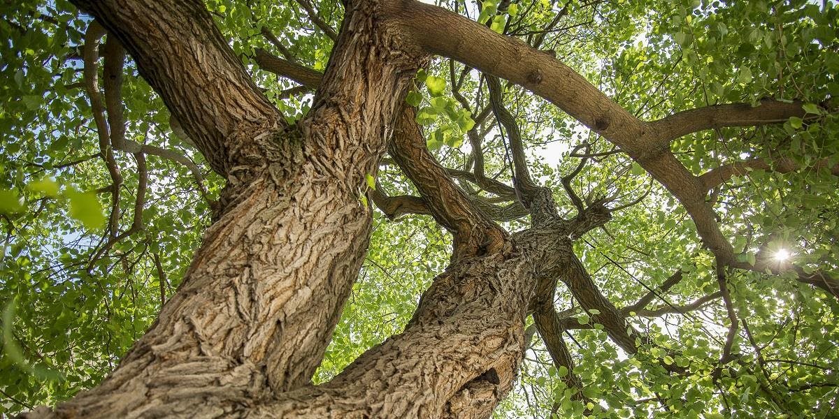 O titul Strom roka 2017 opäť bojuje 12 vzácnych stromov