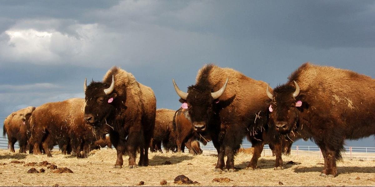 Turista v Severnej Dakote prežil útok bizóna, od smrti ho delilo len pár centimetrov