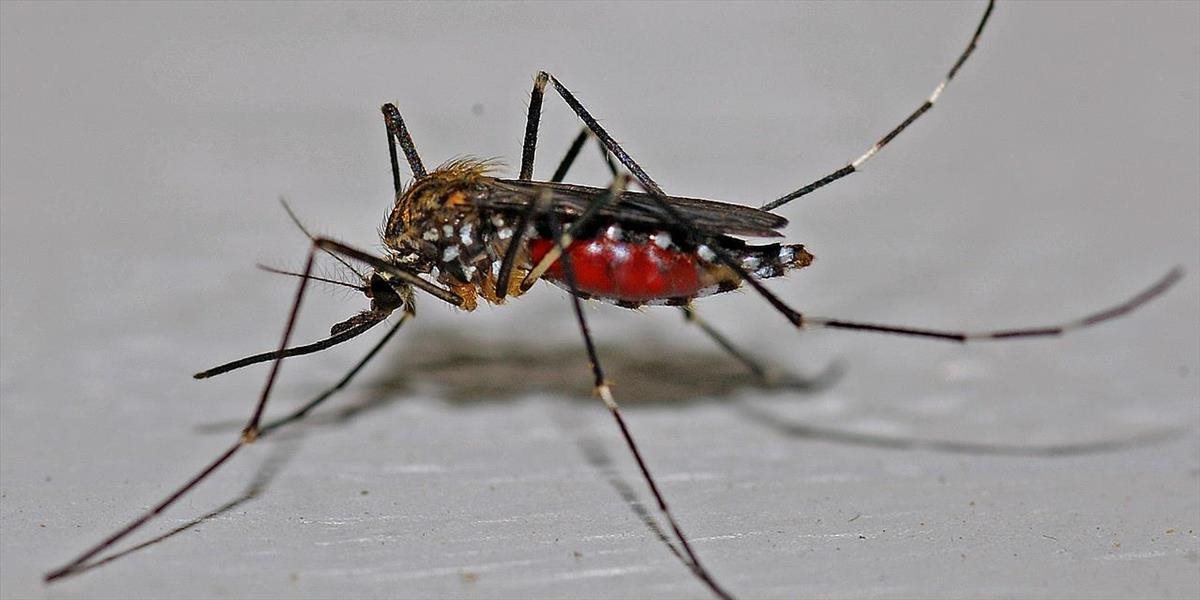 V Kalifornii plánujú vypustiť 20 miliónov infikovaných komárov: Chcú tak zamedziť šíreniu prenosných chorôb