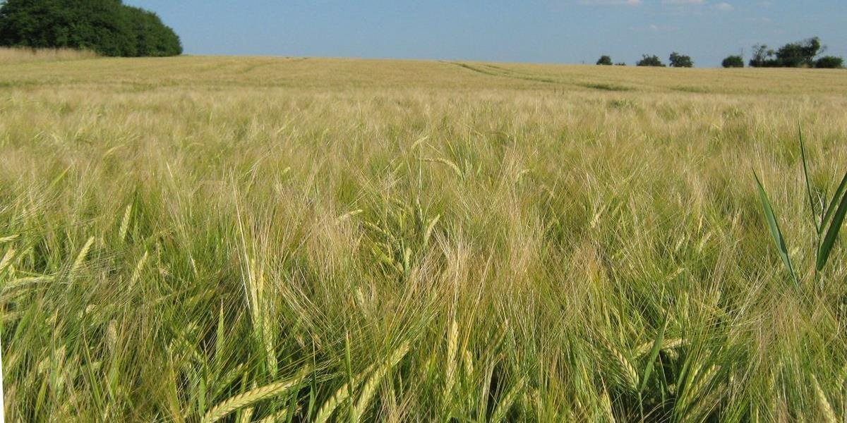 Na Slovensku rapídne klesla úroda obilnín