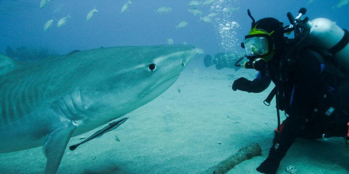 10 mýtov o žralokoch, za ľudskou krutosťou výrazne zaostávajú