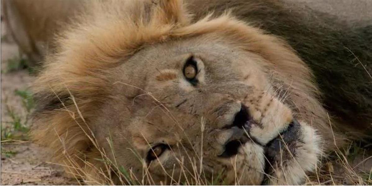 Škandál! Lovec trofejí zastrelil potomka najslávnejšieho leva Cecila, žiaden trest nebude