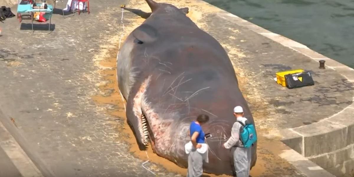 VIDEO Na brehu Seiny v Paríži sa objavila 17 metrová veľryba: Obyvateľov mesta poriadne prekvapila