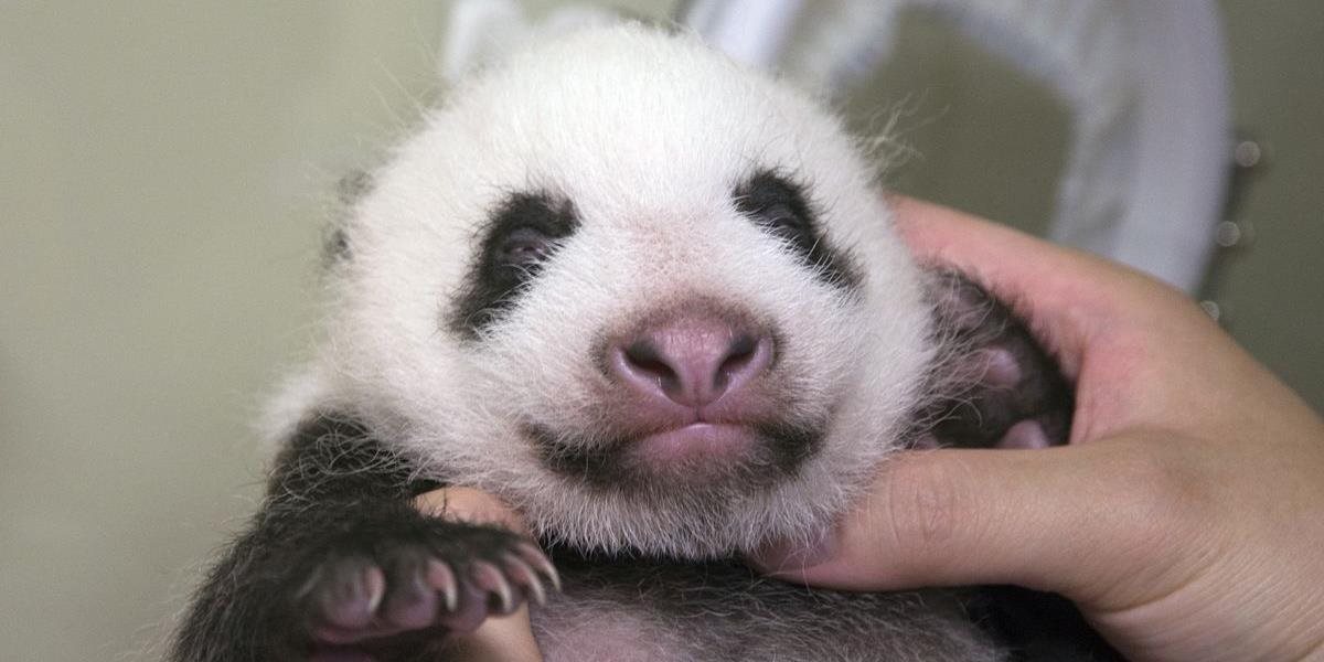 Japonská Zoo zverejnila video mláďaťa pandy veľkej, verejnosť ho má pomenovať