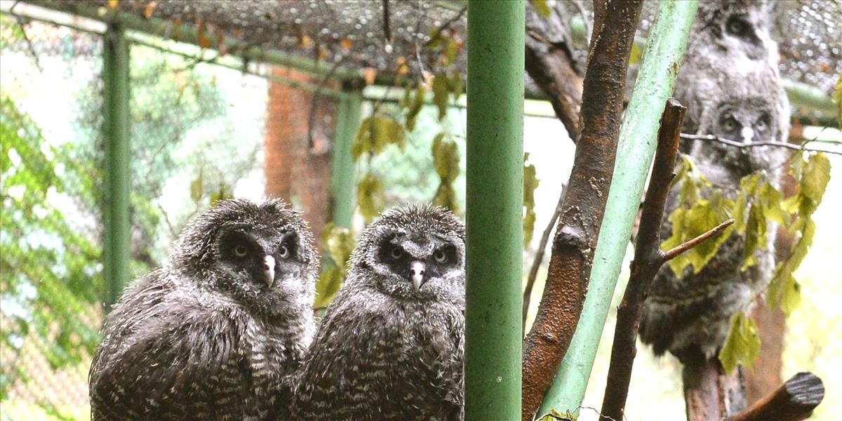 V košickej zoo sa vyliahli mláďatá sovy laponskej