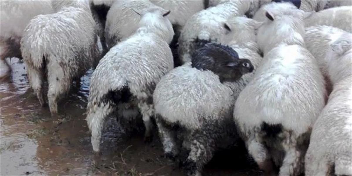 Úžasné! Divé austrálske králiky sa viezli na chrbtoch oviec, aby unikli pred povodňou