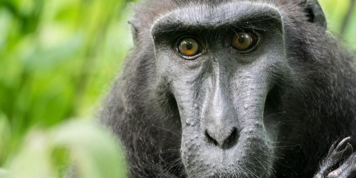 FOTO Opica vedie súdny spor s fotografom: Publikovaním jej selfie porušil autorské práva
