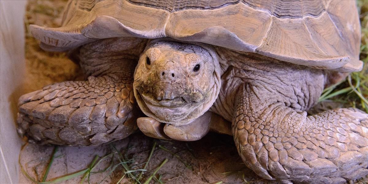 Polícia v Amerike našla pri ceste 35-kilogramovú korytnačku ostrohatú