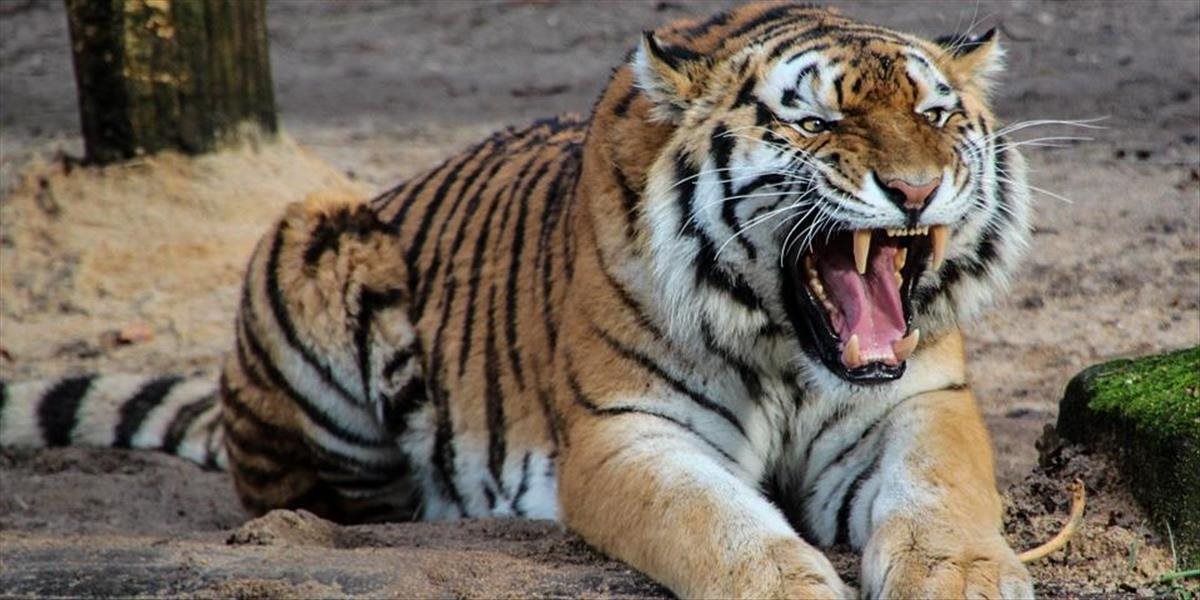 Medzinárodný deň tigrov upozorňuje na zánik tigrej populácie