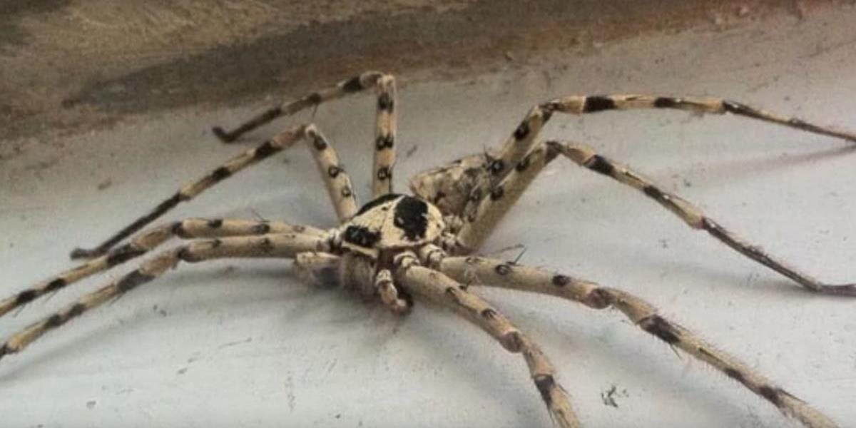 FOTO Mladých Austrálčanov prekvapila nečakaná návšteva: Na terase mali gigantického pavúka!
