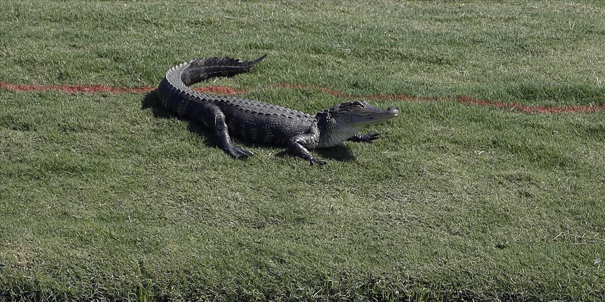 V New Yorku chytili strateného aligátora, ktorý ušiel majiteľovi