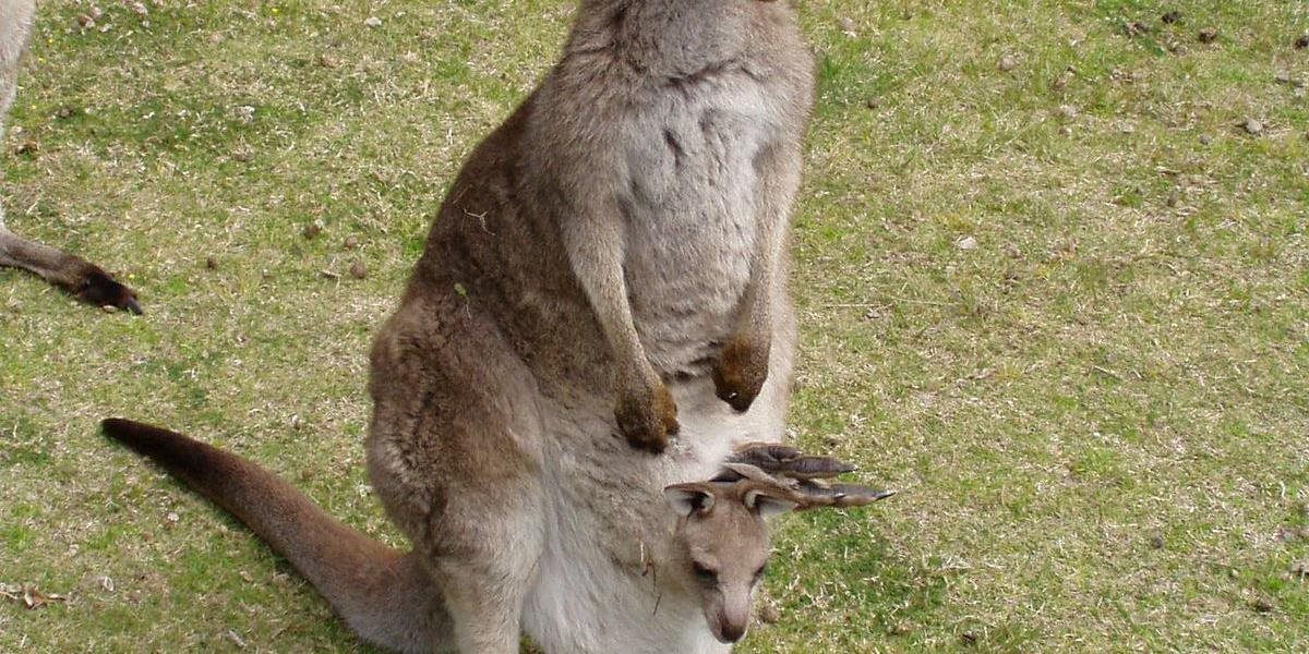 V bojnickej ZOO sa tešia novému prírastku, po prvý raz sa im narodila kengura červená