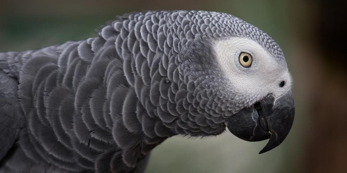 Papagáj pomohol usvedčiť ženu z vraždy: Teraz jej hrozí doživotie