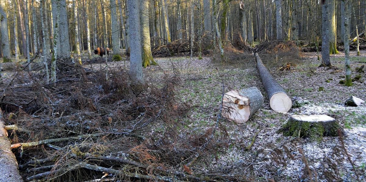 Európska komisia opäť žiada Poľsko zastaviť ťažbu v Bielovežskom pralese
