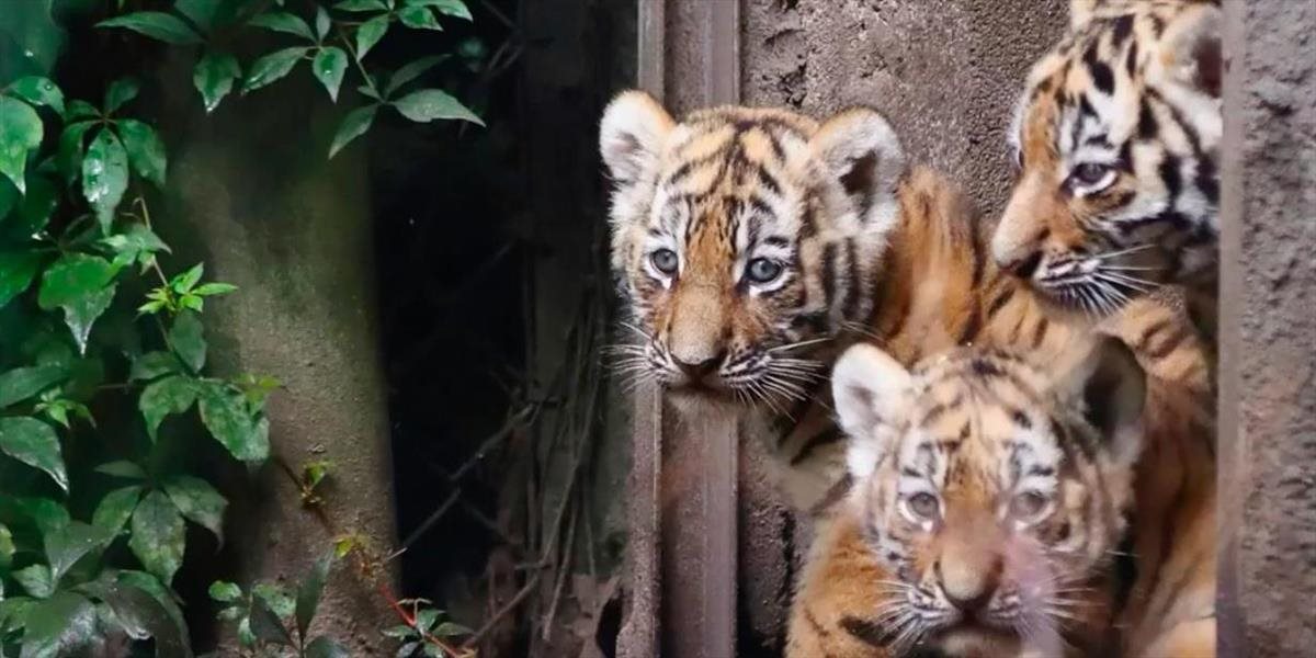 VIDEO Štyri tigrie mláďatá sa v hamburskej zoo prvýkrát predviedli verejnosti