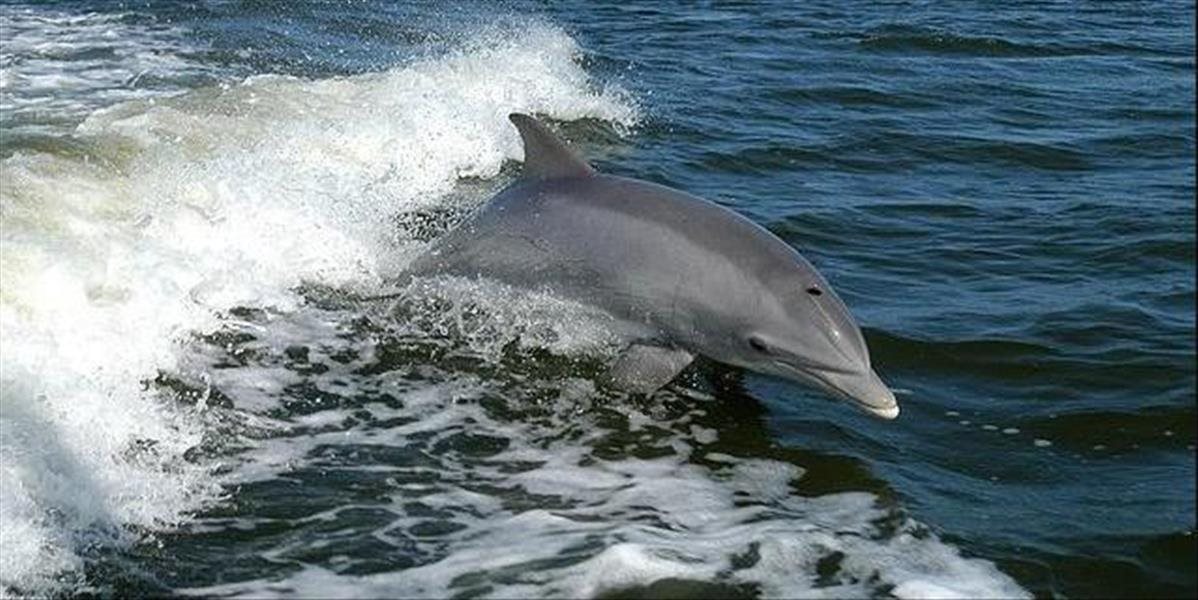 Pri rumunskom pobreží uhynulo vyše sto delfínov, na svedomí ich majú rybári!