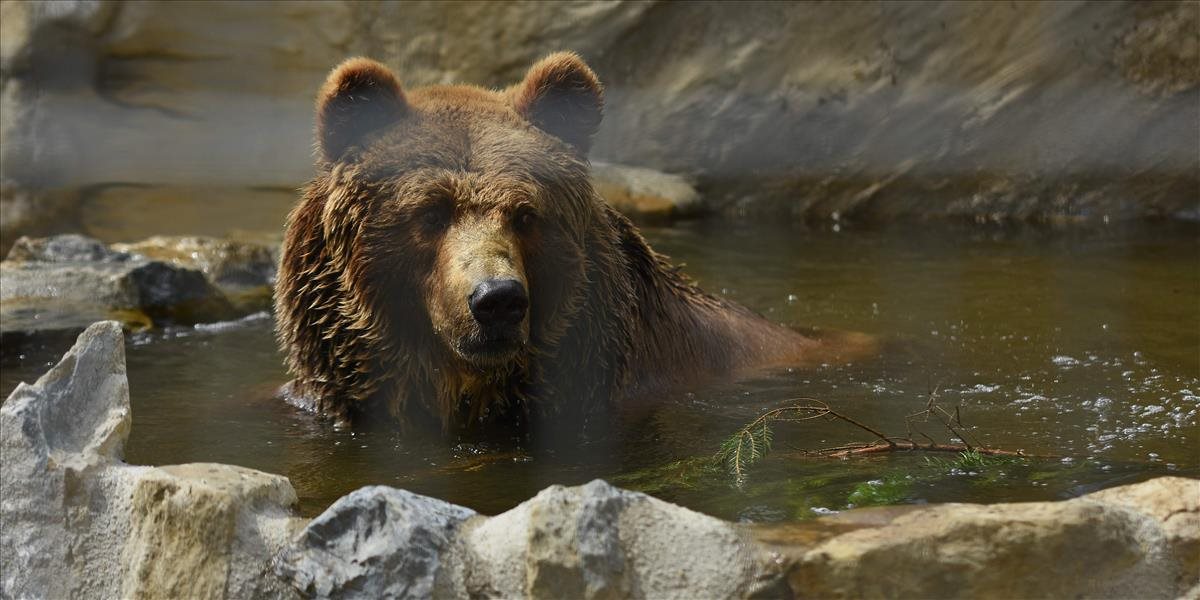 Medveď zabil ošetrovateľa pred zrakmi návštevníkov v zoo parku