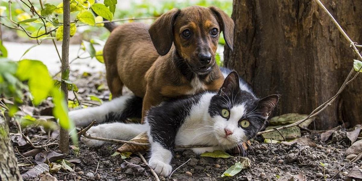 Majiteľov, ktorí odmietajú svoje psy a mačky očkovať proti besnote, pribúda