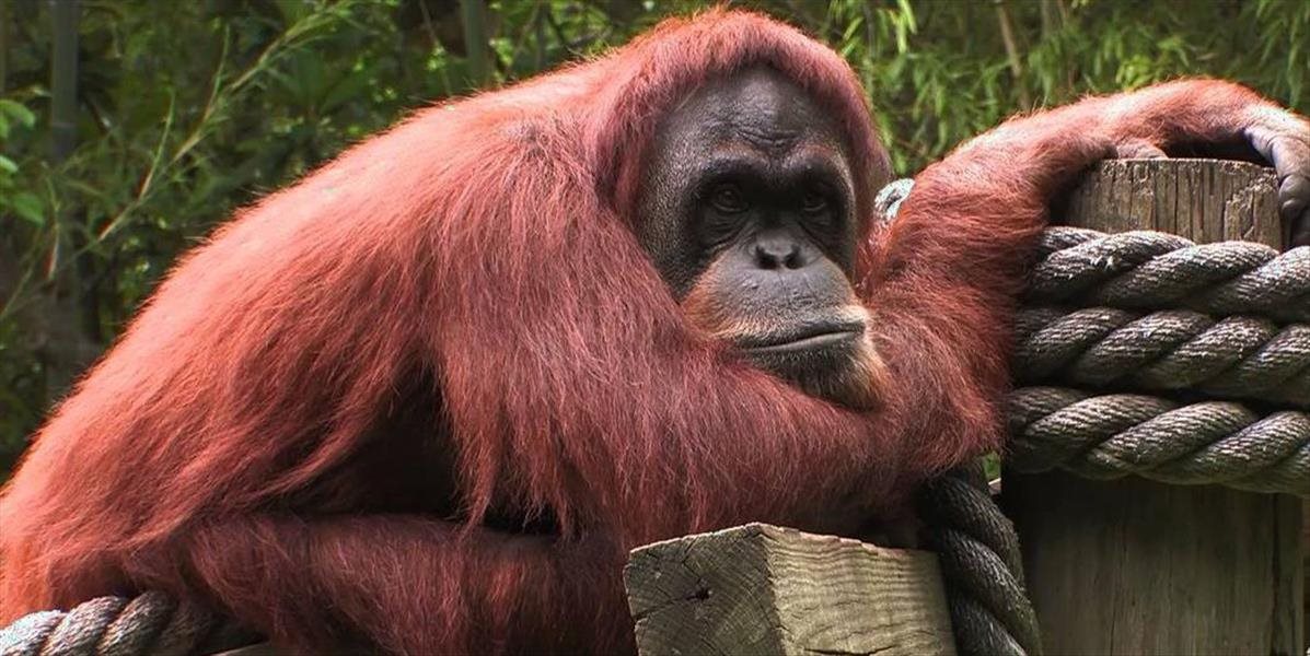 VIDEO Zomrel orangutan Chantek, ktorý vedel používať znakovú reč