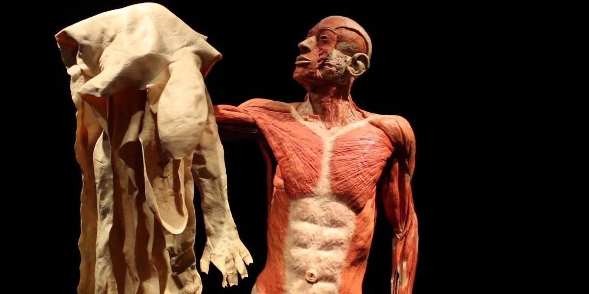 Lekári kritizujú výstavu Body The Exhibition v bratislavskej Inchebe, má byť protiprávna