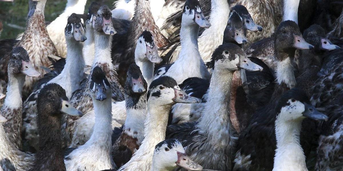 Na Filipínach vypukla epidémia vtáčej chrípky, zlikvidujú 400-tisíc vtákov