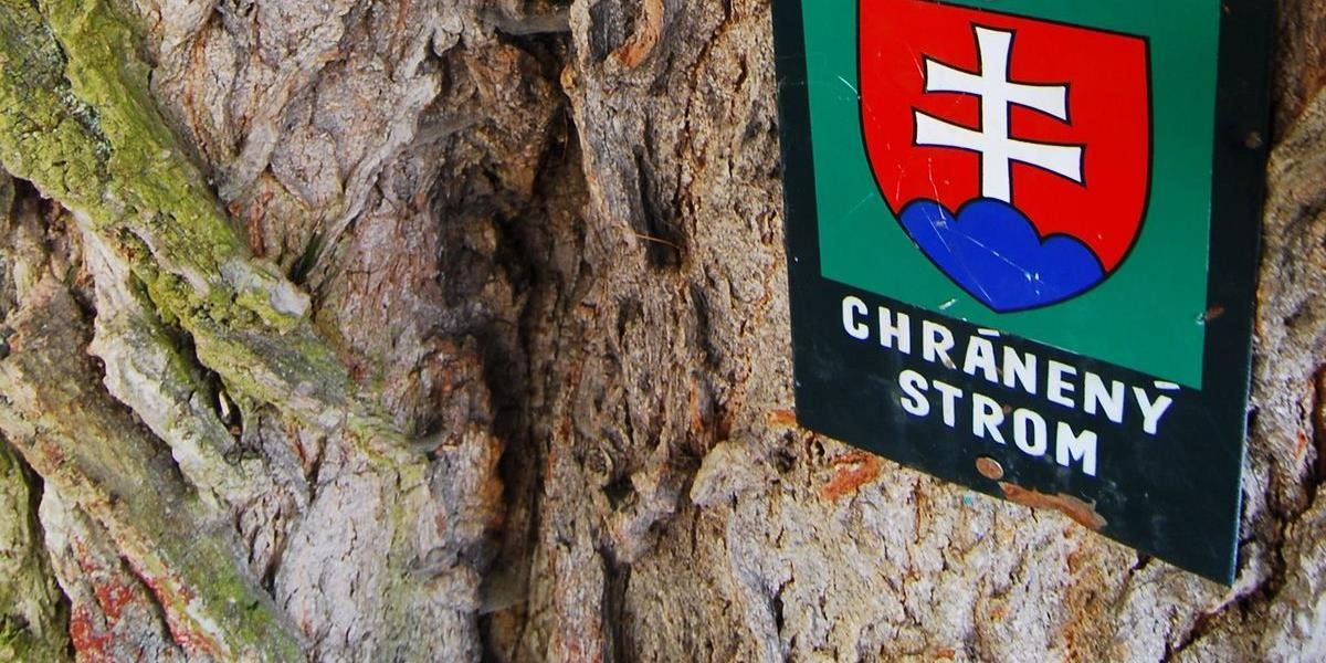 V súťaži Strom roka vedie 350-ročný dub zo Želiezoviec, hlasovať sa dá do októbra