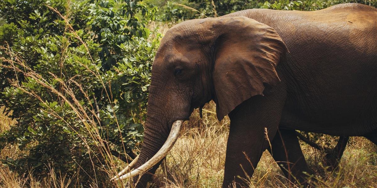 Slon na smrť udupal poľovníka, ktorý prenásledoval stádo