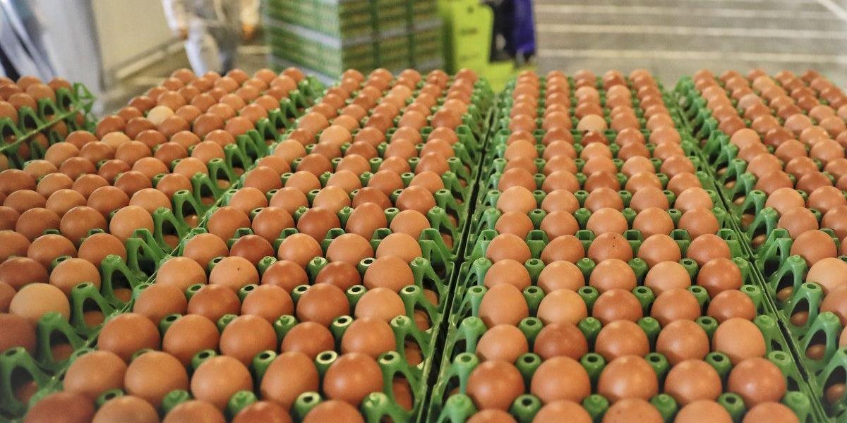 Zdraviu škodlivé vajcia objavili aj na ďalších belgických farmách