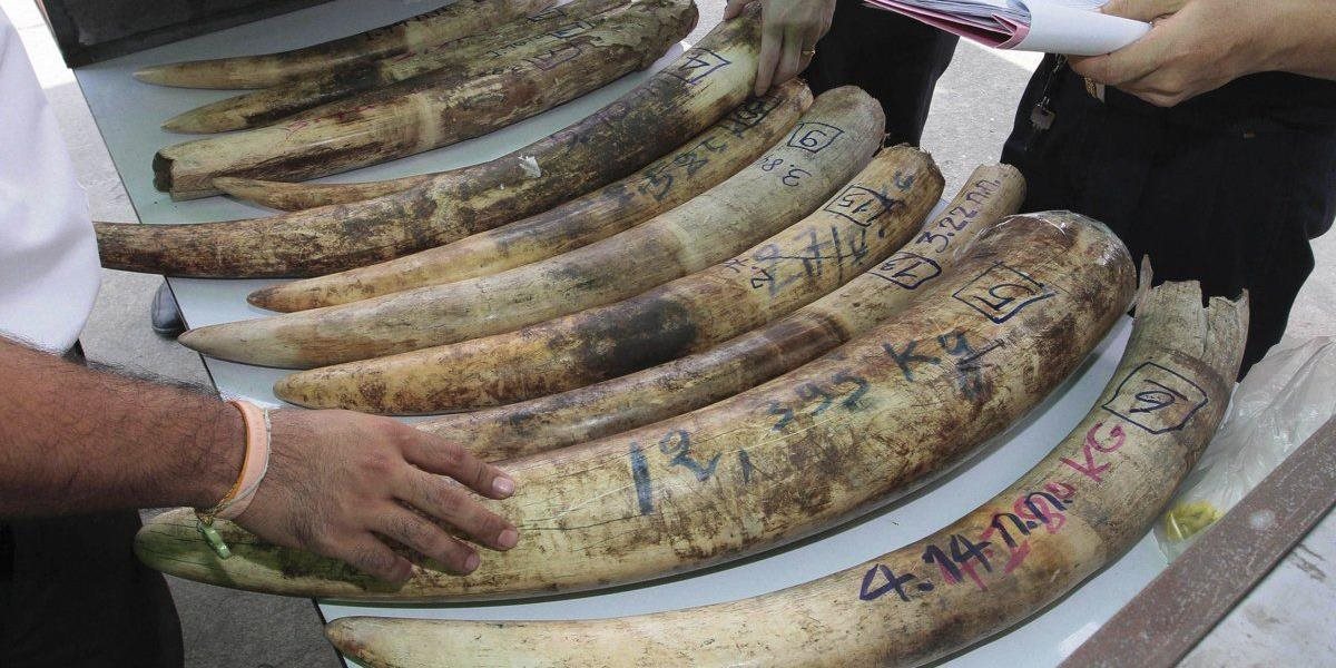 V Hanoji zadržali colníka podozrivého z krádeže 150 kilogramov slonoviny priamo z colného skladu