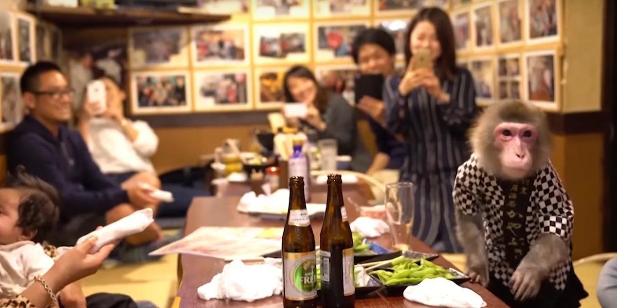 VIDEO Japonská reštaurácia má veľmi netradičných čašníkov: Hostí obsluhujú opice