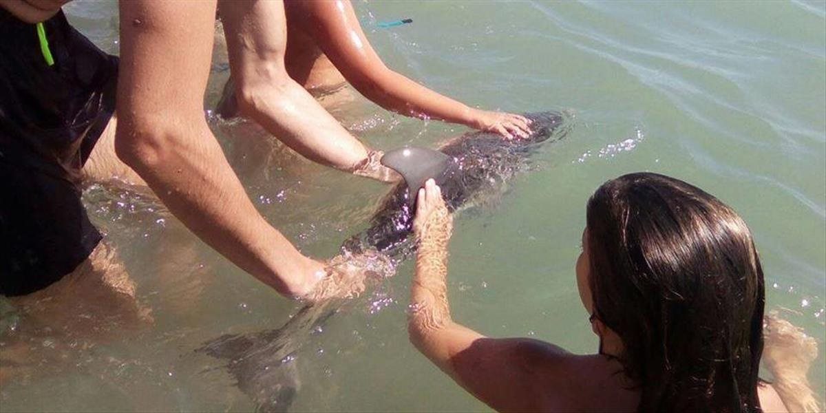 Turisti nesú zodpovednosť za smrť mladého delfína
