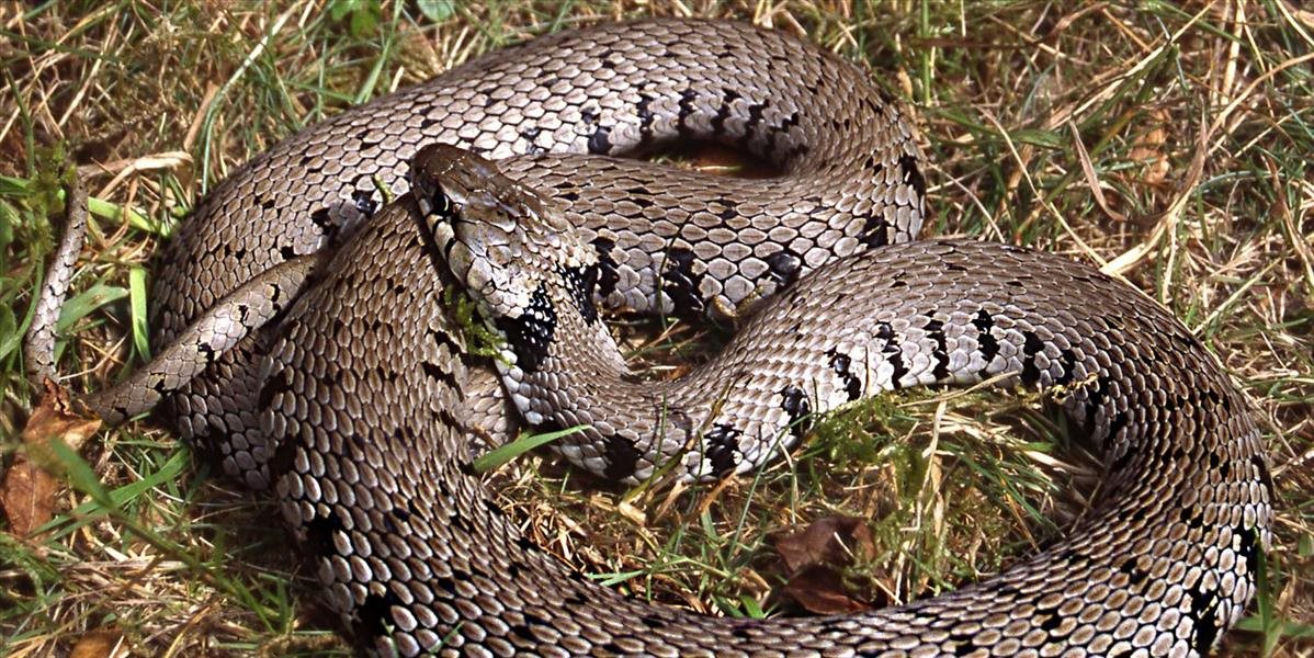 Vedec Univerzity Komenského objavil nový druh hada v Európe