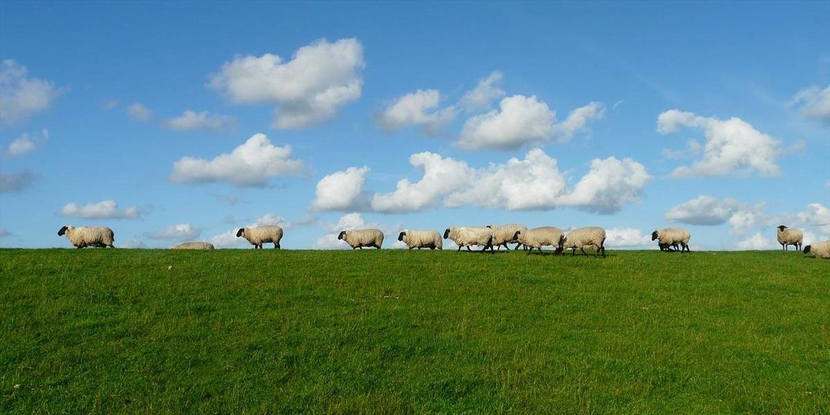 Ak Británia odíde z EÚ bez dohody, chovatelia oviec budú čeliť veľkej strate