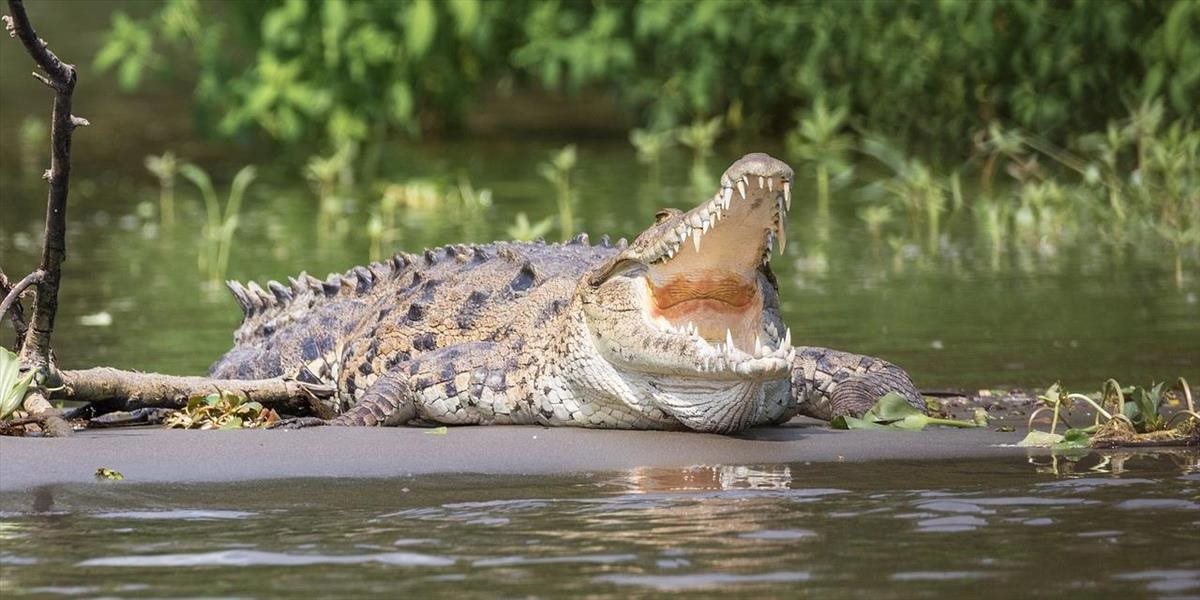 Štát Sarawak v Malajzii povolil lov krokodílov: Množia sa totiž ich útoky na ľudí