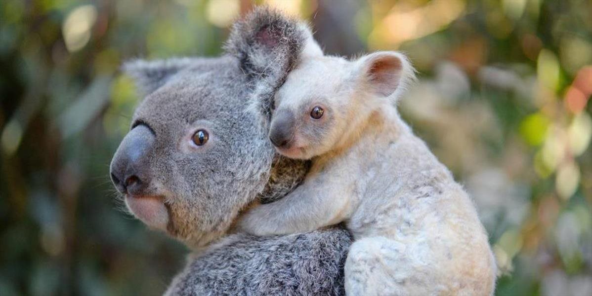 V Austrálii sa narodila vzácna koala s bielou srsťou
